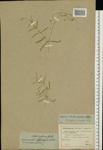 Stellaria longifolia (Regel) Muhl. ex Willd., Eastern Europe, Moscow region (E4a) (Russia)