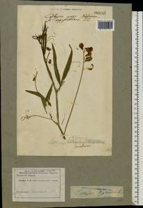 Lathyrus sylvestris L., Eastern Europe, Western region (E3) (Russia)