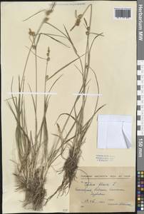 Carex flava L., Western Europe (EUR) (Bulgaria)