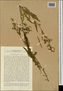 Lactuca tatarica (L.) C. A. Mey., Eastern Europe, North Ukrainian region (E11) (Ukraine)