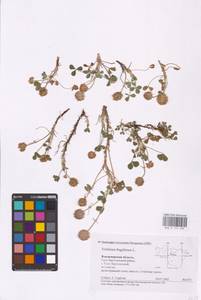 Trifolium fragiferum L., Eastern Europe, Central region (E4) (Russia)