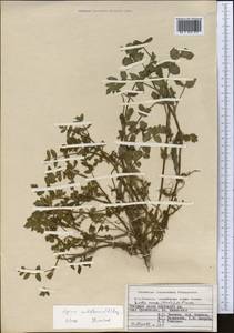 Helosciadium nodiflorum subsp. nodiflorum, Middle Asia, Pamir & Pamiro-Alai (M2) (Kyrgyzstan)