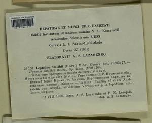 Leptodon smithii (Dicks. ex Hedw.) F. Weber & D. Mohr, Bryophytes, Bryophytes - Crimea (B3a) (Russia)