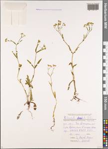 Valerianella dentata (L.) Pollich, Caucasus, Stavropol Krai, Karachay-Cherkessia & Kabardino-Balkaria (K1b) (Russia)