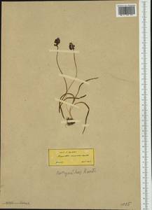 Muscari racemosum Mill., Western Europe (EUR) (Greece)
