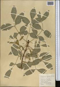 Fraxinus angustifolia subsp. syriaca (Boiss.) Yalt., Middle Asia, Kopet Dag, Badkhyz, Small & Great Balkhan (M1) (Turkmenistan)