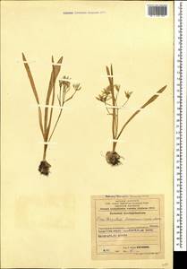 Ornithogalum transcaucasicum Miscz. ex Grossh., Caucasus, Azerbaijan (K6) (Azerbaijan)