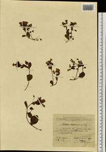 Mertensia maritima (L.) Gray, Siberia, Russian Far East (S6) (Russia)