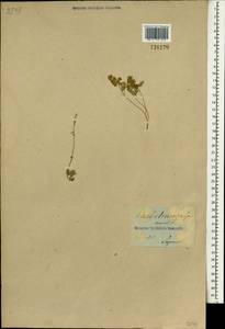 Thalictrum alpinum L., South Asia, South Asia (Asia outside ex-Soviet states and Mongolia) (ASIA) (Japan)