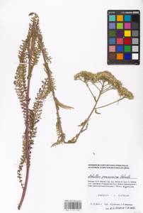 Achillea pannonica Scheele, Eastern Europe, Moscow region (E4a) (Russia)