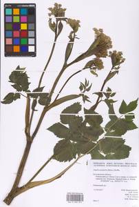 Ostericum palustre (Besser) Besser, Eastern Europe, Central forest-and-steppe region (E6) (Russia)