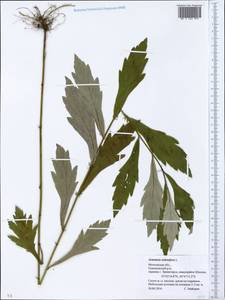 Artemisia stolonifera (Maxim.) Kom., Eastern Europe, Moscow region (E4a) (Russia)