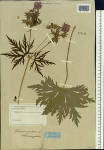 Geranium pratense L., Eastern Europe, Moscow region (E4a) (Russia)