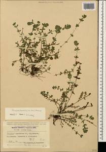 Cruciata taurica (Pall. ex Willd.) Ehrend., Caucasus, Krasnodar Krai & Adygea (K1a) (Russia)