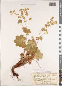 Alchemilla bombycina Rothm., Caucasus, Krasnodar Krai & Adygea (K1a) (Russia)