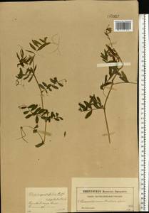 Vicia sativa subsp. nigra (L.)Ehrh., Eastern Europe, Central forest-and-steppe region (E6) (Russia)