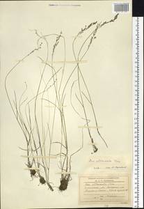 Poa attenuata Trin., Siberia, Baikal & Transbaikal region (S4) (Russia)