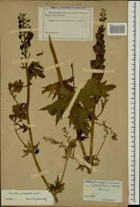 Aconitum orientale Mill., Caucasus (no precise locality) (K0)