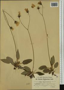 Hieracium hypochoeroides subsp. bridelianum (Zahn) Greuter, Western Europe (EUR) (Italy)