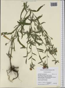 Centaurea jacea L., Western Europe (EUR) (Bulgaria)