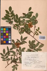Rosa pendulina L., Eastern Europe, West Ukrainian region (E13) (Ukraine)