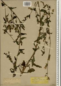 Campanula lyrata Lam., South Asia, South Asia (Asia outside ex-Soviet states and Mongolia) (ASIA) (Turkey)