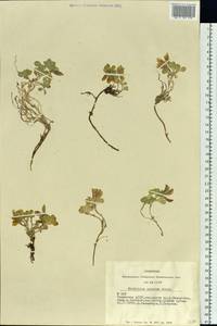 Trifolium eximium Stephan ex Ser., Siberia, Altai & Sayany Mountains (S2) (Russia)