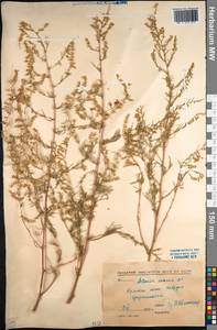 Artemisia arenaria DC., Caucasus, North Ossetia, Ingushetia & Chechnya (K1c) (Russia)