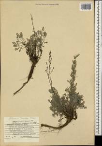 Artemisia taurica Willd., Caucasus, Stavropol Krai, Karachay-Cherkessia & Kabardino-Balkaria (K1b) (Russia)