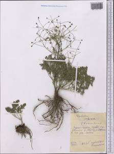 Thalictrum isopyroides C. A. Mey., Middle Asia, Western Tian Shan & Karatau (M3) (Tajikistan)