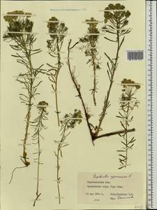 Euphorbia cyparissias L., Eastern Europe, West Ukrainian region (E13) (Ukraine)