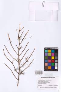 Picea fennica (Regel) Kom., Eastern Europe, Northern region (E1) (Russia)