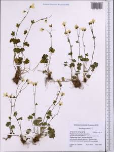 Saxifraga sibirica L., Middle Asia, Pamir & Pamiro-Alai (M2) (Kyrgyzstan)