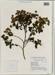 Dittrichia viscosa (L.) Greuter, South Asia, South Asia (Asia outside ex-Soviet states and Mongolia) (ASIA) (Israel)