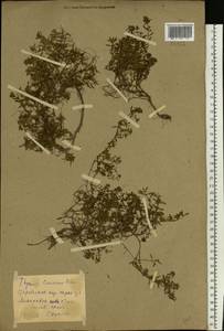 Thymus calcareus Klokov & Des.-Shost., Eastern Europe, North Ukrainian region (E11) (Ukraine)