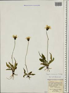 Crepis caucasica C. A. Mey., Caucasus, Krasnodar Krai & Adygea (K1a) (Russia)