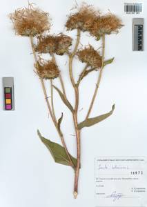 Inula helenium L., Siberia, Altai & Sayany Mountains (S2) (Russia)