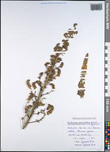 Verbascum pyramidatum M. Bieb., Caucasus, Black Sea Shore (from Novorossiysk to Adler) (K3) (Russia)