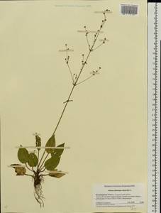 Alisma plantago-aquatica L., Eastern Europe, Central region (E4) (Russia)
