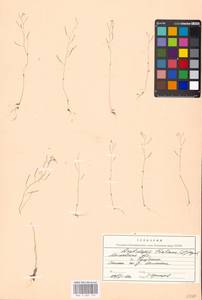 Arabidopsis thaliana (L.) Heynh., Eastern Europe, Moscow region (E4a) (Russia)