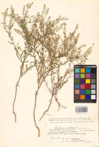 Lepidium ruderale L., Eastern Europe, Lower Volga region (E9) (Russia)