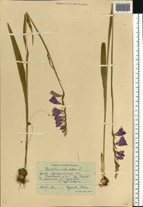Gladiolus imbricatus L., Eastern Europe, West Ukrainian region (E13) (Ukraine)