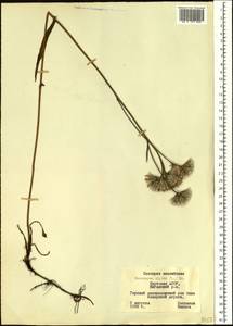 Saussurea alpina (L.) DC., Siberia, Yakutia (S5) (Russia)