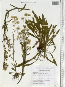 Erigeron brachycephalus H. Lindb., Eastern Europe, Central forest region (E5) (Russia)