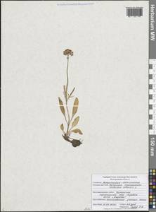Valeriana tuberosa L., Eastern Europe, Central forest-and-steppe region (E6) (Russia)