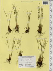 Oreojuncus trifidus (L.) Záv. Drábk. & Kirschner, Eastern Europe, Northern region (E1) (Russia)