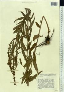 Lythrum intermedium Ledeb. ex Turcz., Eastern Europe, South Ukrainian region (E12) (Ukraine)