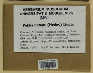 Pohlia nutans (Hedw.) Lindb., Bryophytes, Bryophytes - Transcaucasia (B13) (Azerbaijan)