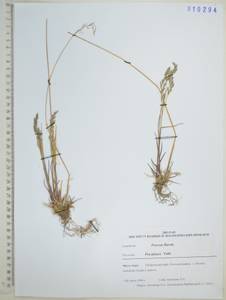 Poa glauca Vahl, Siberia, Russian Far East (S6) (Russia)