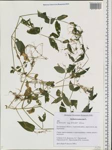 Stellaria nemorum L., Eastern Europe, Central forest region (E5) (Russia)